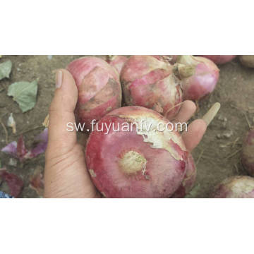 Export Quality Quality ya Fresh Red vitunguu